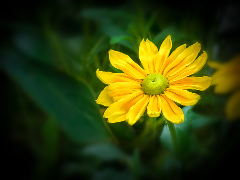 Yellow flower in green enviroment softly processed