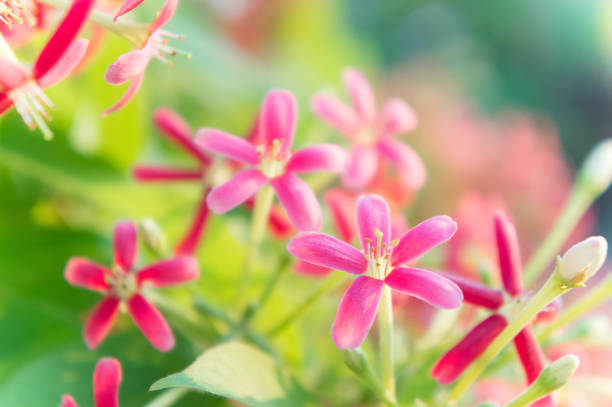 flores de rangum creeper, chinês querida suckle, drunen marinheiro flores, flor-de-rosa - drunen - fotografias e filmes do acervo