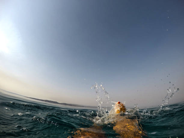 istock Swimming in the sea 851869106