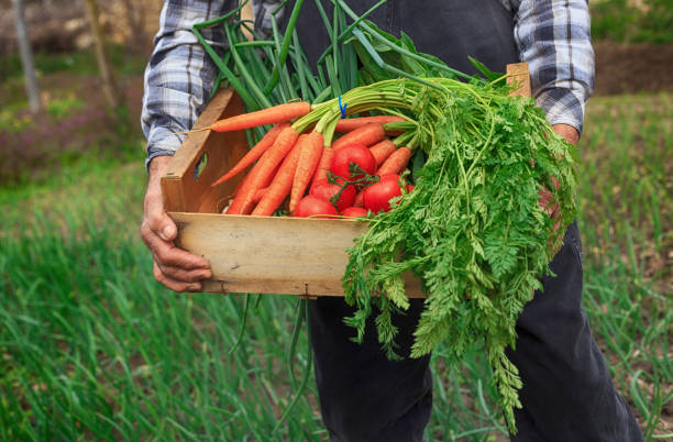 Farmer sitting and holding a crate with vegetables in garden