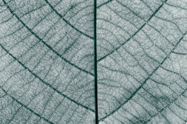 istock Close-up of leaf veins 851872412