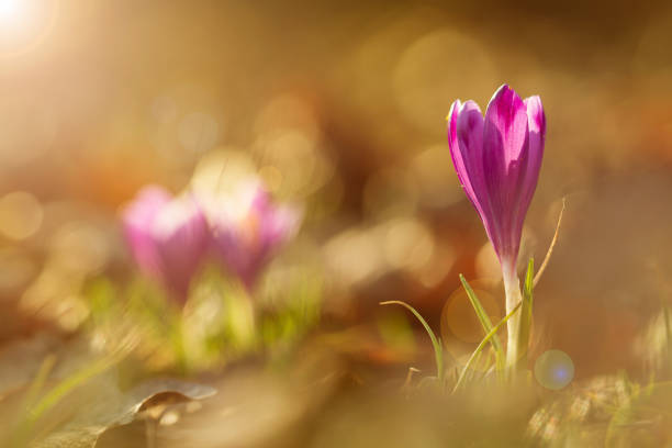istock View of close-up magic blooming spring flowers crocus in amazing sunlight 851872854