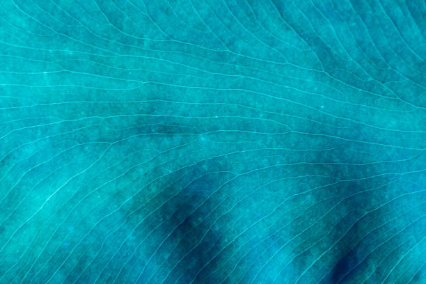 macro de - ampliação - fotografias e filmes do acervo