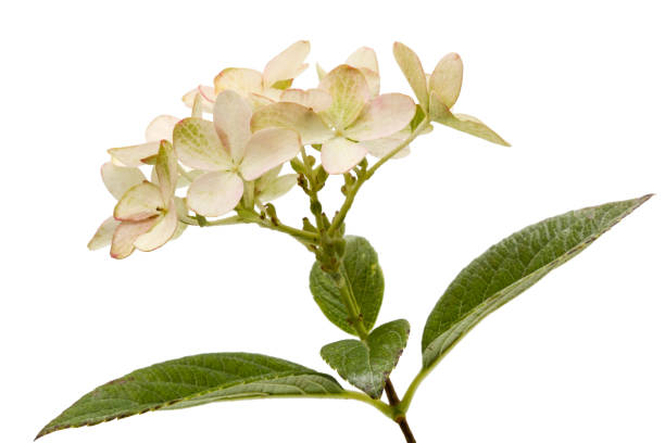 istock Inflorescence of hydrangea, lat. Hydrangea paniculata, isolated on white background 851873372