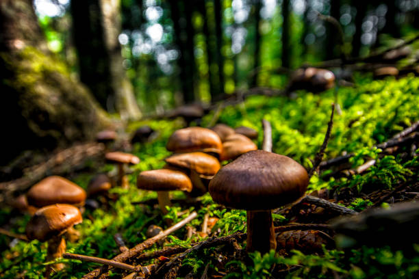 Small nature A small mushroom in a woodlot in Quebec. Plant moss in the foreground reflet stock pictures, royalty-free photos & images