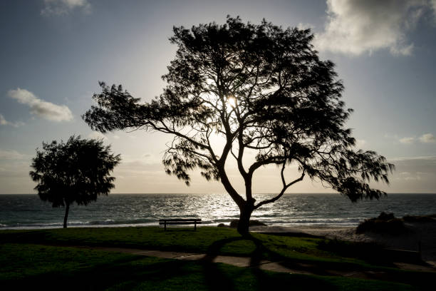 istock A sunset with a large tree and strong wind blowing on a City Beach in Perth, Western Australia 851875586