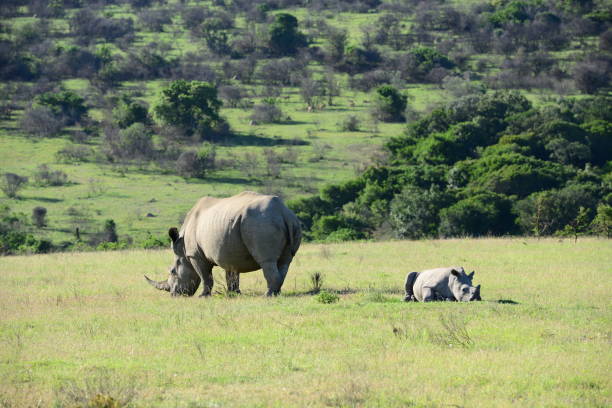 istock Safari Rhinoceros 851876140