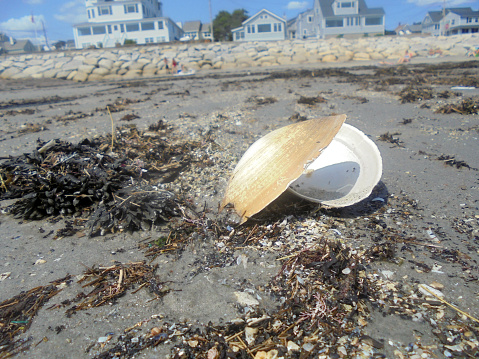 Close up of open bivalve shell on the sandy beach, with houses in the background. Higgins Beach, Scarborough, Maine August 26, 2017