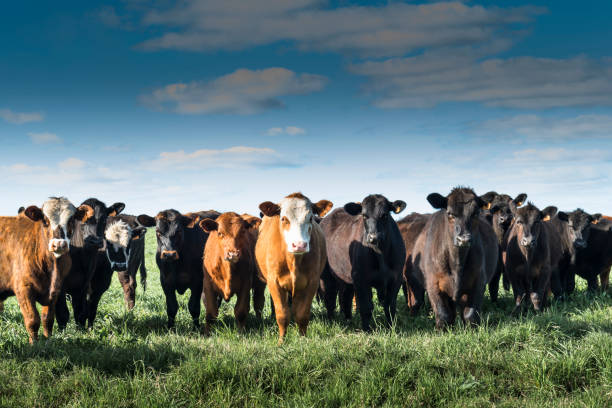 крупный рогатый скот - уругвай - uruguay стоковые фото и изображения
