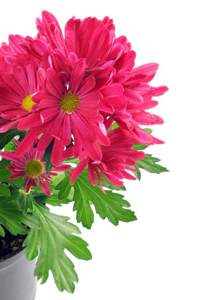 istock purple pink Mums (Chrysanthemums) 851881434