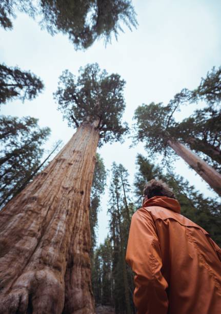 istock A man in the woods 851883044