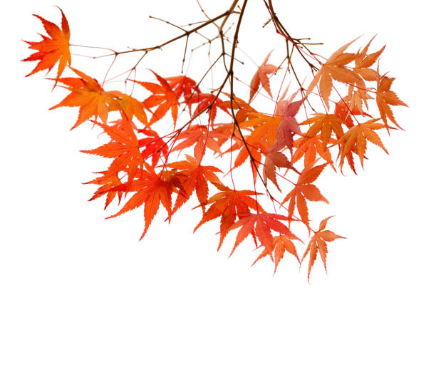 Branches with  colorful autumn leaves  isolated on white background.  Selective focus. Acer palmatum (Japanese maple)