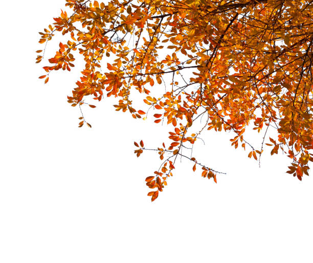 istock Branches with  colorful autumn leaves  isolated on white background.  Cherry plum 851883552