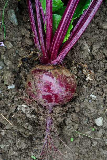 freshly pulled up red beetroot lying on wet soil from above. - uprooted vertical leaf root imagens e fotografias de stock