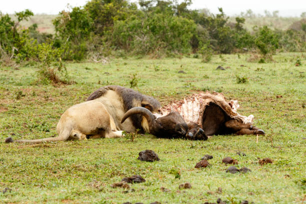 istock Lion lying next to the buffalo 851884462