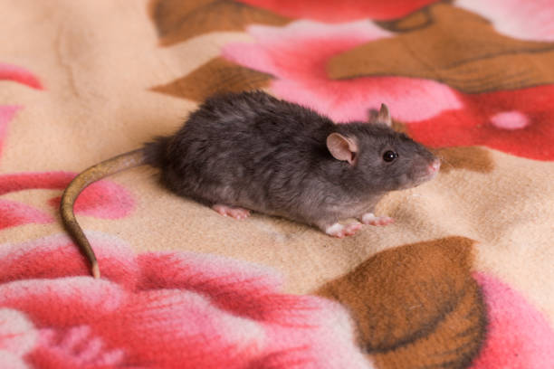 istock small domestic rat on a blanket 851884872