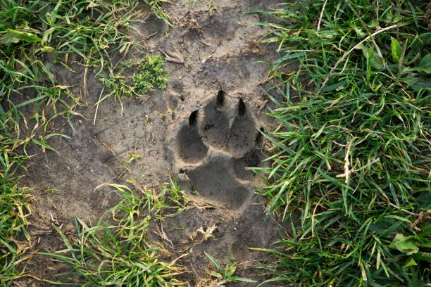 istock Dog's footprint in the mud. 851889358