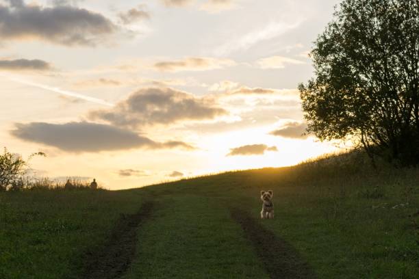 istock Yorkshire dog on a meadow during sunset. 851889798