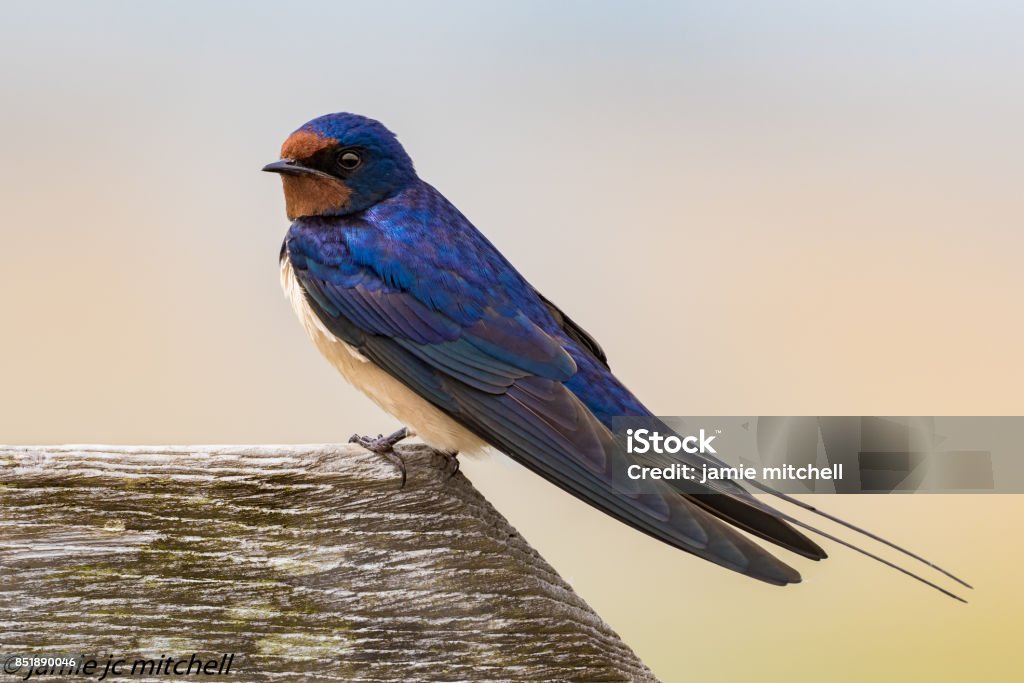 Swallow Swallow ,Minsmere,Suffolk Bird Stock Photo