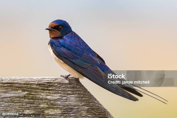 Swallow Stock Photo - Download Image Now - Bird, UK, Swallow - Bird