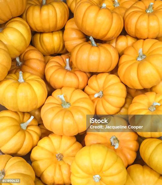A Collection Of Colorful Seasonal Fall Orange Mini Pumpkins Stock Photo - Download Image Now