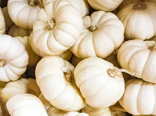An up-close​ view of a collection of seasonal Fall white mini Pumpkins