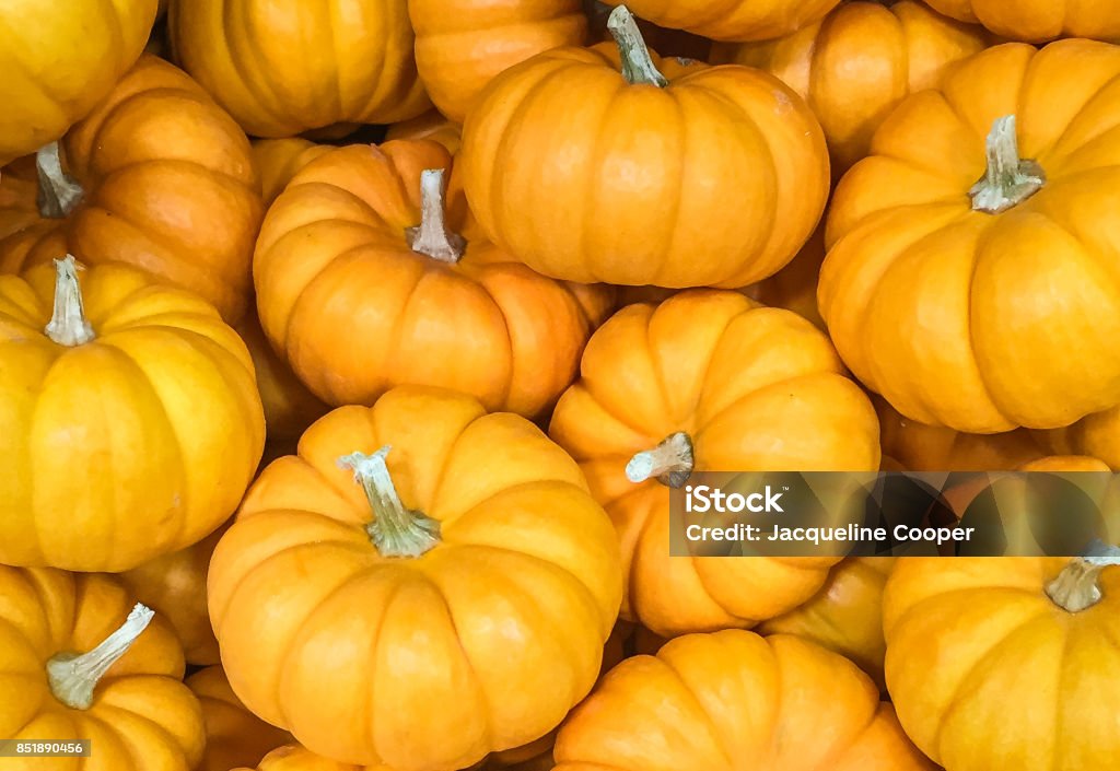 A collection of colorful seasonal Fall orange Mini Pumpkins An up-close​ view of colorful seasonal Fall orange mini Pumpkins Agriculture Stock Photo