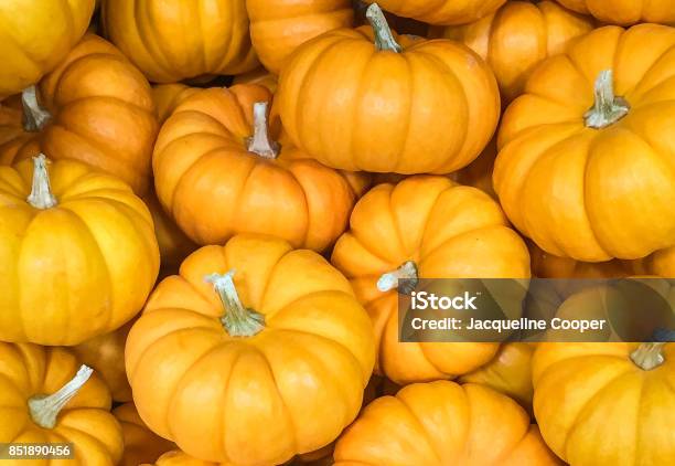 A Collection Of Colorful Seasonal Fall Orange Mini Pumpkins Stock Photo - Download Image Now