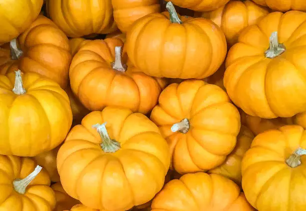 An up-close​ view of colorful seasonal Fall orange mini Pumpkins