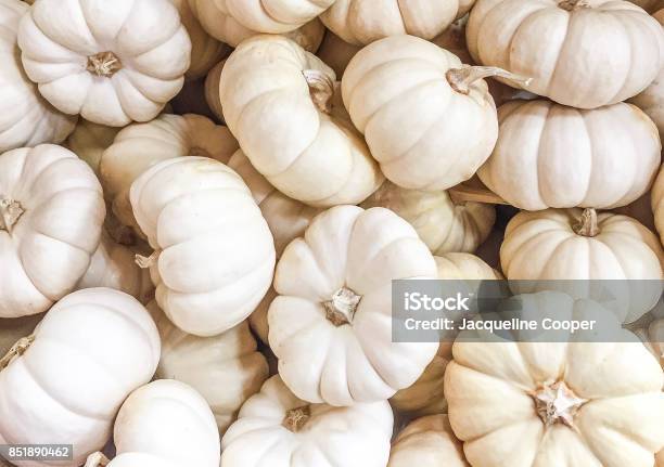 A Collection Of Seasonal Fall White Mini Pumpkins Stock Photo - Download Image Now - Agriculture, Autumn, Backgrounds