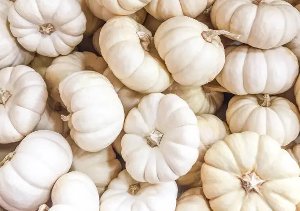 An up-close​ view of a collection of seasonal Fall white mini Pumpkins