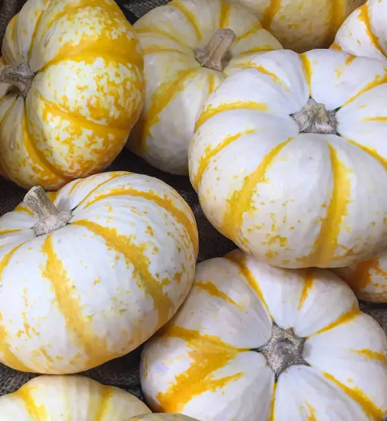 An up-close​ view of a collection of seasonal white and yellow Fall mini Pumpkins