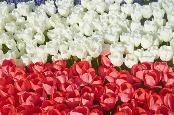 Background with red and white tulip flowers, close up.