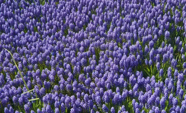 Spring background with hyacinth flowers, close up.