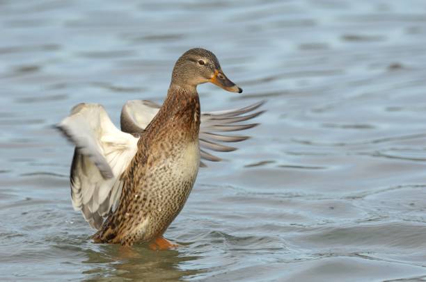 istock Female mallard duck 851895170