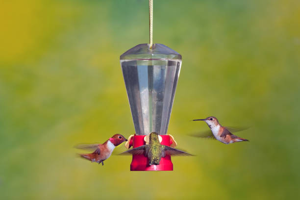 three hummingbirds at nectar feeder - bird hummingbird flying annas hummingbird imagens e fotografias de stock