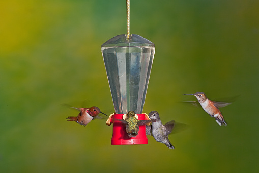A pair of Rufous Hummingbirds along with two female Anna's Hummingbirds feeding at a nectar feeder in a back yard near Olympia, WA.