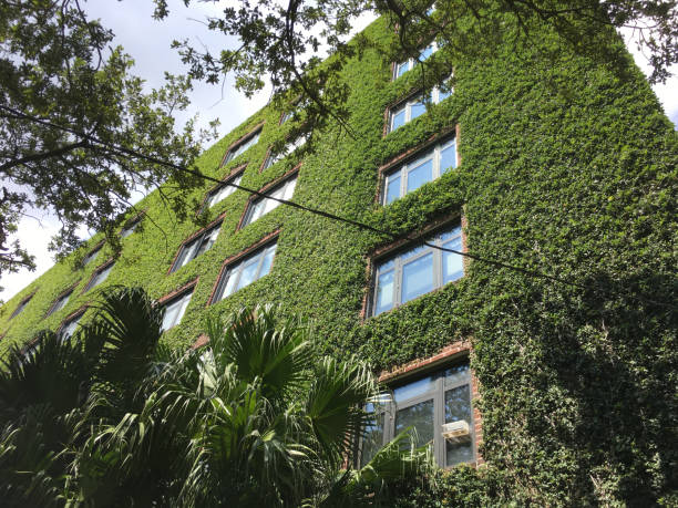 istock ivy walls on a tall brick apartment building 851899652