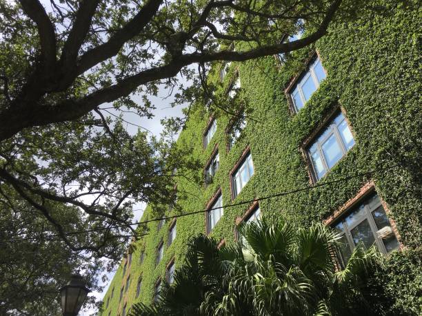 istock ivy walls on a tall brick apartment building 851899720