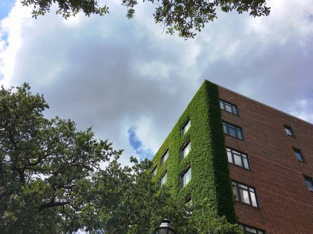 istock ivy walls on a tall brick apartment building 851900006