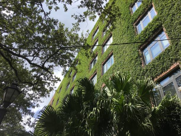 istock ivy walls on a tall brick apartment building 851900206