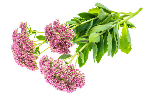 istock Garden and medicinal flower Sedum 851900368