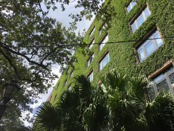 istock ivy walls on a tall brick apartment building 851900538