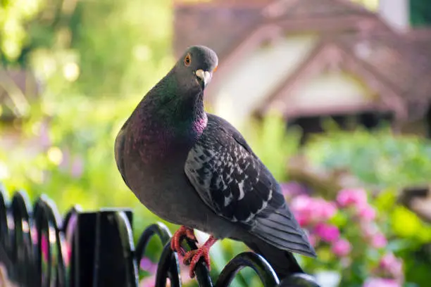 Photo of Pigeon posing