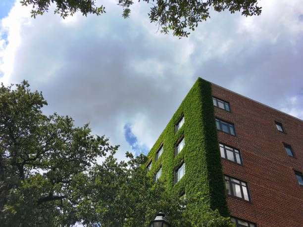 istock ivy walls on a tall brick apartment building 851901150