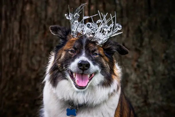 Photo of Dog In A Crown