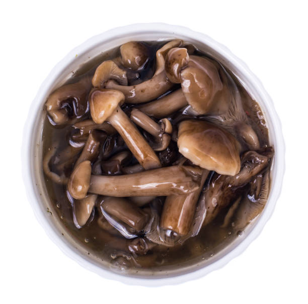 istock Pickled honey agaric mushrooms on white background 851903486