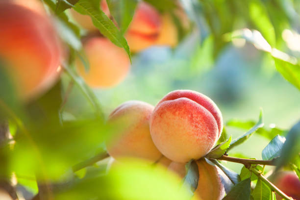 peach fruits Sweet peach fruits growing on a peach tree branch orchard stock pictures, royalty-free photos & images