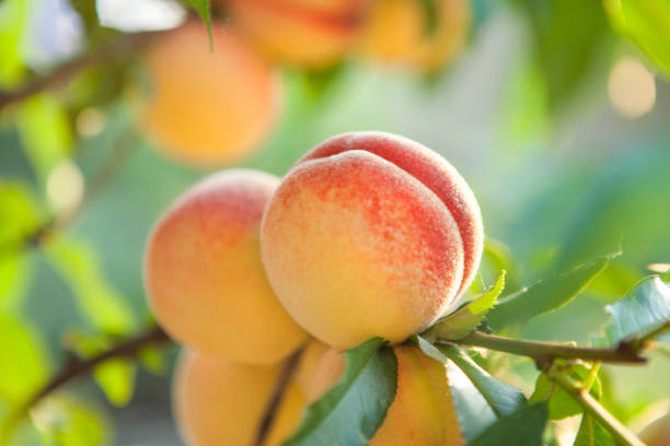 istock Ripe sweet peach fruits 851905418