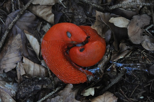 Red living snailon forest natural floor